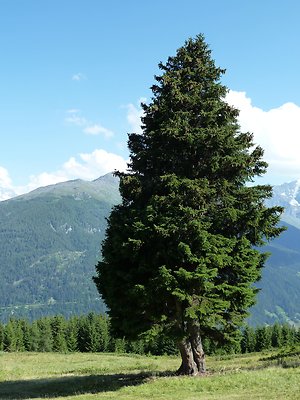 Home. OneTree
