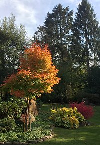 Home. Garden